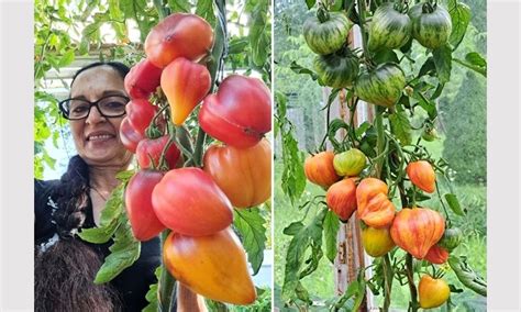 schematinis vaizdas, kaip skirtingos pomidorų veislės reaguoja į įvairias oro sąlygas