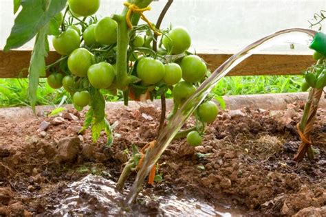 infografika su patarimais, kaip tinkamai laistyti ir vėdinti pomidorus