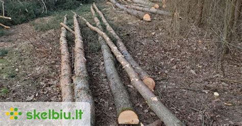 Schema, iliustruojanti pušies spyglio struktūrą ir adatų kekes