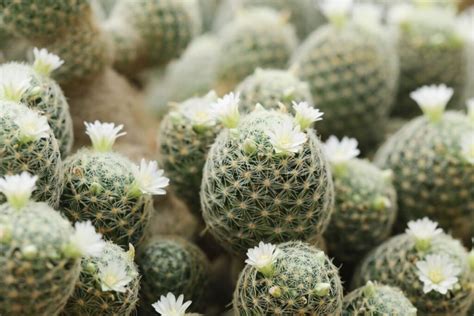 Nuotrauka, vaizduojanti tipinius dykumų augalus, tokius kaip kaktusai ir agavos