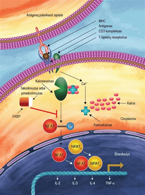 Schematinis neoksidacinių fungicidų veikimo mechanizmas: ląstelės sienelės pažeidimas, baltymų denatūracija, DNR struktūros ardymas.