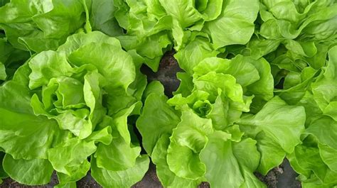 Nuotrauka, vaizduojanti įvairias žiemai tinkamas salotų veisles šiltnamyje.