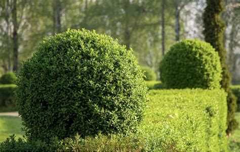 Vizualizacija: rododendro krūmas su nužydėjusiais žiedynais ir pažymėta vieta, kur juos nupjauti