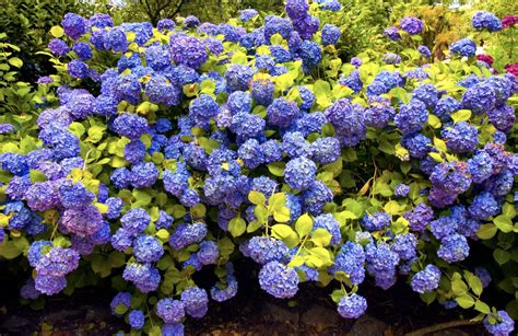 Infografika: skirtingų tipų hortenzijų (didžialapės, šluotelinės, ąžuolialapės) genėjimo rekomendacijos