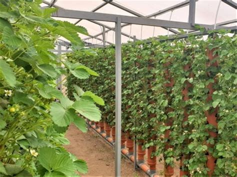 Akvaponikos sistema su braškių auginimu ir žuvų baseinu