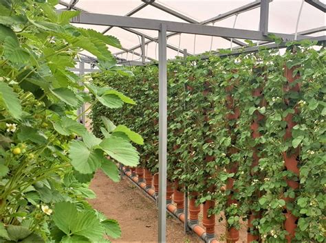 Akvaponikos sistema su braškėmis vertikaliuose vamzdžiuose