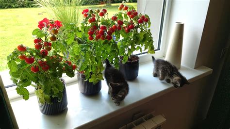 iliustracija su pomidorų daigais ant palangės ir paruošta dirva šiltnamyje