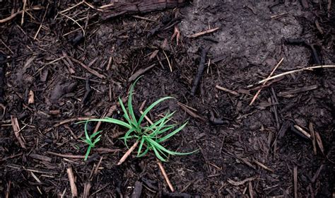 nuotrauka su sodinukais ir paruošta dirva mėtomims sodinti