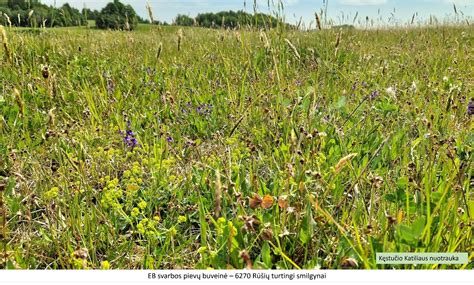 Povandeninės jūros žolės pievos