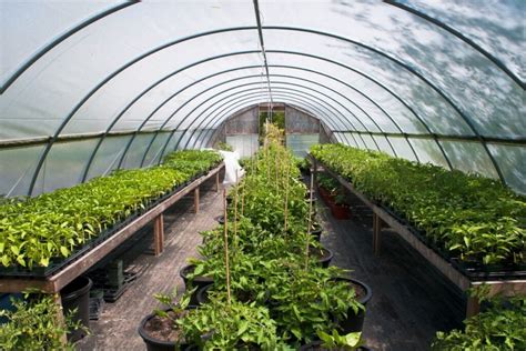 Nuotrauka, demonstruojanti Gaspadorius šiltnamio vidaus erdvę su aukštaūgiais augalais