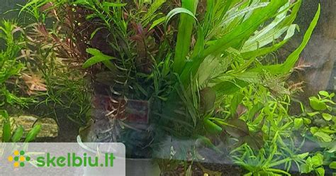 Įvairių tipų akvariumo augalai (pvz., Anubias, Cryptocoryne, Valisneria)