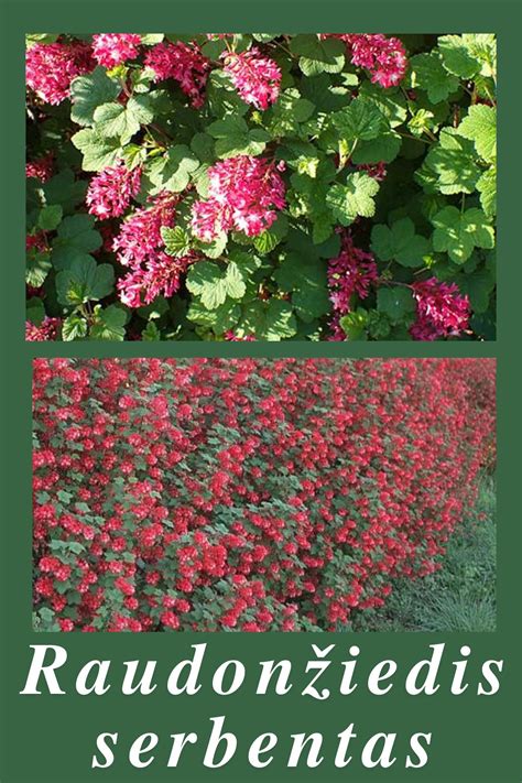 vaizdingas pavėsingo sodo kampelis su įvairiais augalais