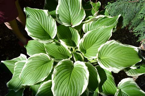 įvairių veislių melsvių lapų mozaika