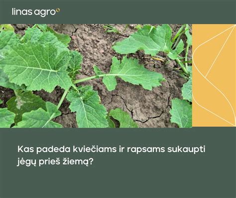 schema, kaip paruošti dirvą vasariniams kviečiams ir tinkamai juos tręšti