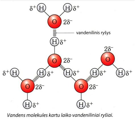 Schema, iliustruojanti ATP molekulės struktūrą ir makroergines jungtis.