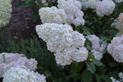 Hortenzijos 'Magical Flame' žiedynas rudenį, demonstruojantis spalvų kaitą nuo baltos iki raudonos ir violetinės.