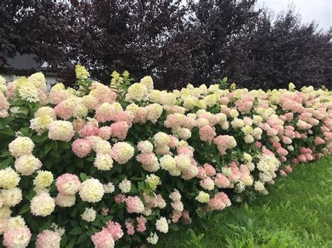 Hortenzijos 'Magical Sweet Summer' žiedynai, demonstruojantys spalvų kaitą nuo baltos iki rožinės.
